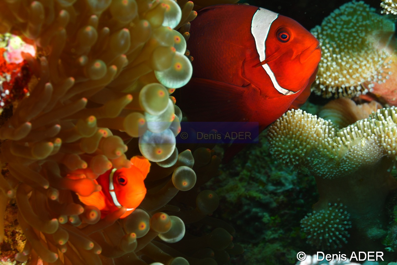 Premnas biaculeatus-Tomia Mari Mabuk-9m-20180525-Denis-ADER-DSC_0518_tn.jpg